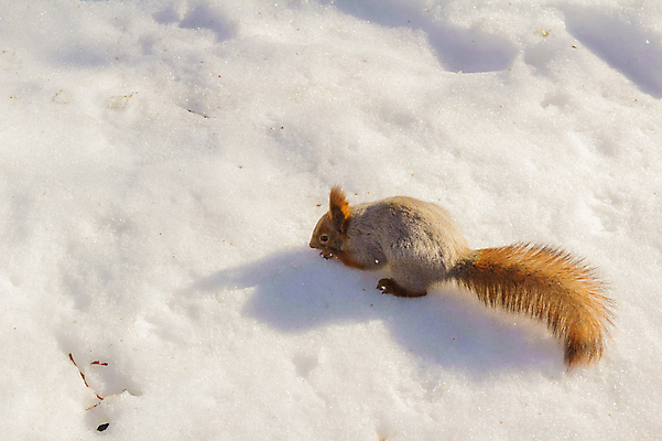 포토 JPG 해외이미지 나무 동물 1 공원 야생동물 자연 털 사람없음 야외 빨간색 갈색 회색 견과류 설치류 숲 꼬리 다람쥐 솜털 해외202004 해외포토 식물 공공시설 컬러 생태계 파일형식 이미지허브