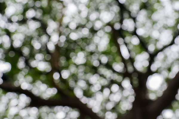 포토 JPG 해외이미지 나무 백그라운드 잎 자연 하늘 추상 사람없음 초록색 여름 빛 정원 맑음 소프트포커스 숲 질감 보케 부드러움 블러 효과 해외202004 해외포토 식물 계절 컬러 무늬 날씨 촬영기법 감각 생태계 파일형식 이미지허브