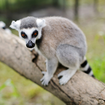 포토 JPG 해외이미지 동물 1 응시 야생동물 포유류 가족 아프리카 자연 생물 털 동물원 서기 사람없음 야외 옆모습 반사 갈색 우주 흰색 황무지 보호 사파리 주둥이 경보 고립 남아프리카 미어캣 생태학 칼라하리 해외202004 해외포토 시선 교육 나라 뷰포인트 컬러 컨셉 관계 모션 사막 생태계 파일형식 이미지허브