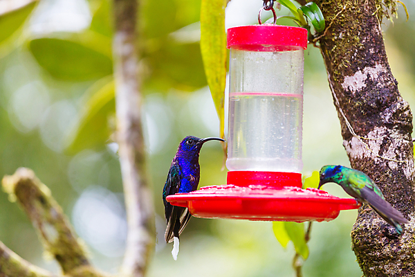 포토 JPG 해외이미지 동물 꽃 야생동물 음식 섬 날개 오렌지 자연 조류 날리기 사람없음 초록색 빛 미국 습지 숲 작음 먹기 깃털 꼬리 부리 광택 꿀 공평 계산서 벌새 서쪽 수유 이국적 해외202004 해외포토 식물 컬러 북아메리카 과일 모션 크기 방향 생태계 파일형식 이미지허브