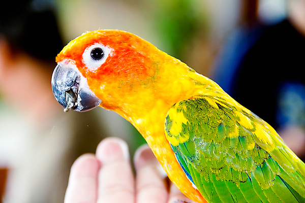 포토 JPG 해외이미지 동물 손 공원 야생동물 백그라운드 날개 오렌지 자연 조류 사람없음 빨간색 초록색 반려동물 컬러풀 노란색 깃털 부리 앵무새 내추럴 이국적 해외202004 해외포토 공공시설 컬러 과일 신체부위 생태계 파일형식 이미지허브