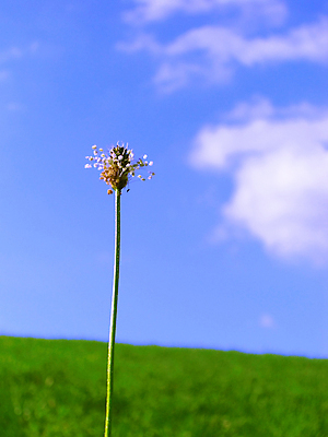 포토 JPG 해외이미지 식물 구름 계절 백그라운드 밭 농업 자연 하늘 날씨 풍경 잔디 사람없음 야외 초록색 여름 파란색 햇빛 태양 농장 봄 시골 땅 장면 지역 밭일 수평선 해외202004 해외포토 자연요소 산업 컬러 생태계 파일형식 이미지허브