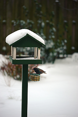 포토 JPG 해외이미지 동물 겨울 조류 사람없음 목재 초록색 냉동 추위 흰색 봉 수유 해외202004 해외포토 나무 계절 컬러 재료 파일형식 이미지허브