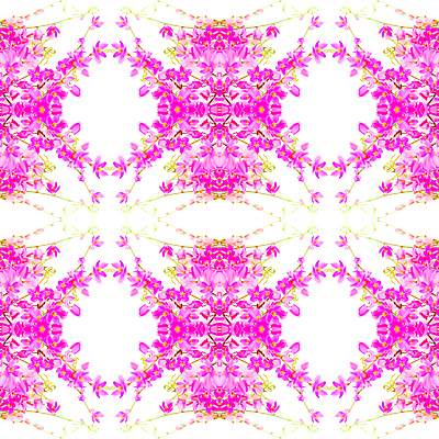 포토 JPG 해외이미지 식물 꽃잎 꽃 분홍색 백그라운드 꽃무늬 사람없음 장식 여름 정원 스파 봄 벚꽃 흰색 신선 산호 덩굴 향기 아로마 포도나무 내추럴 고립 해외202004 해외포토 계절 컬러 무늬 자포동물 과일나무 냄새 파일형식 이미지허브