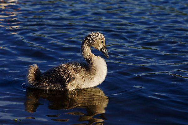 포토 JPG 해외이미지 응시 호수 어린이 오렌지 가족 조류 병아리 손잡이 사람없음 물 머리 검은색 수영 힘 회색 흰색 자신감 먹기 깃털 백조 목 계산서 돌봄 벙어리 해외202004 해외포토 자연요소 동물 시선 감정 컬러 과일 관계 모션 사람 신체부위 수상스포츠 파일형식 이미지허브
