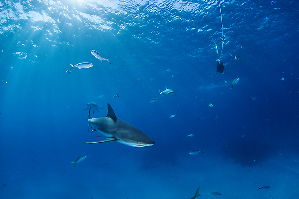포토 JPG 해외이미지 바다 여행 자연 어류 사람없음 야외 바닷속 산호 육식동물 암초 해외202004 해외포토 동물 수중 수중동물 자포동물 생태계 파일형식 이미지허브