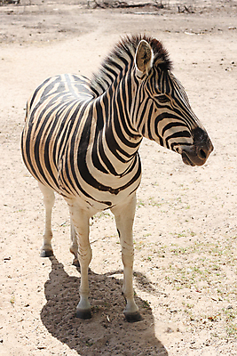 포토 JPG 해외이미지 동물 응시 얼굴 야생동물 패턴 아프리카 자연 생물 동물원 서기 사람없음 검은색 줄무늬 흰색 사파리 얼룩말 남아프리카 이국적 초식 케이프타운 해외202004 해외포토 시선 나라 컬러 무늬 모션 신체부위 말_동물 생태계 남아프리카공화국 파일형식 이미지허브