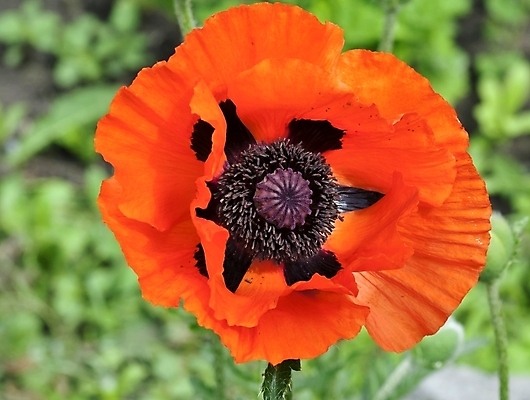 포토 JPG 해외이미지 식물 1 디자인 계절 꽃잎 꽃 백그라운드 꽃무늬 밭 자연 사람없음 야외 장식 빨간색 초록색 여름 빛 컬러풀 정원 봄 들꽃 벚꽃 시골 신선 심볼 싱글 양귀비 내추럴 해외202004 해외포토 컬러 무늬 농업 생태계 파일형식 이미지허브