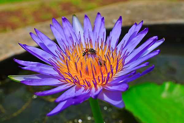 포토 JPG 해외이미지 식물 계절 꽃잎 꽃 호수 분홍색 잎 자연 연꽃 풍경 사람없음 빨간색 초록색 물 여름 반사 평화 귀여움 환경 정원 보라색 봄 벚꽃 연못 신선 우아함 백합 수집 당구 심볼 순수 묘사 만족 반대 내추럴 해외202004 해외포토 자연요소 감정 컬러 컨셉 구기 생태계 파일형식 이미지허브