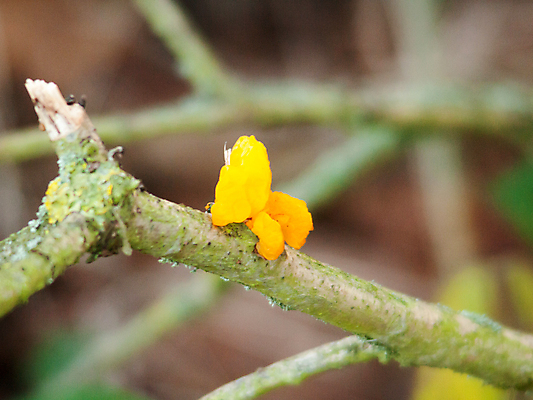 포토 JPG 해외이미지 나무 식물 꽃 유럽 오렌지 자연 건강 사람없음 야외 목재 약 갈색 노란색 정원 버섯 수확 성장 가을 나뭇가지 황금 약초 숲 허브 관목 뇌 유기농 생태계 생물학 부드러움 젤리 버터 내추럴 곰팡이 생태학 식용 아욱 해외202004 해외포토 웰빙 계절 교육 나라 컬러 농업 과일 재료 의학 디저트 풀_식물 감각 파일형식 이미지허브