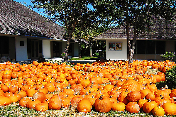 포토 JPG 해외이미지 농업 채소 오렌지 가족 자연 호박 풍경 사람없음 건물 농작물 컬러풀 농장 신선 밀짚 숙성 해외202004 해외포토 건축물 산업 컬러 과일 관계 짚 생태계 파일형식 이미지허브