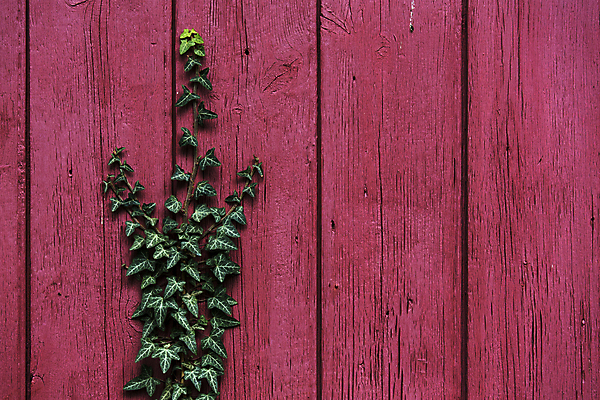 포토 JPG 해외이미지 식물 벽 잎 패턴 자연 날씨 사람없음 야외 목재 빨간색 초록색 울타리 환경 정원 성장 농촌 판넬 질감 포도나무 결 아이비 구식 옛날 카피스페이스 해외202004 해외포토 나무 컬러 무늬 재료 담장 공백 시골 과일나무 생태계 파일형식 이미지허브