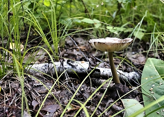 포토 JPG 해외이미지 계절 백그라운드 단풍 자연 생물 건강 사람없음 버섯 가을 그룹 숲 작음 묘사 오브젝트 유기농 내추럴 곰팡이 그물버섯 숙성 캡모자 벨벳 해외202004 해외포토 모자_잡화 웰빙 잎 크기 실크 생태계 파일형식 이미지허브