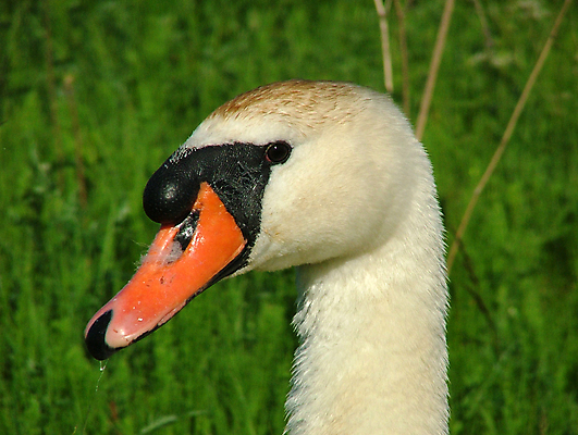 포토 JPG 해외이미지 공원 남자 야생동물 자연 조류 생물 사람없음 정원 흰색 시원함 부리 백조 해외202004 해외포토 동물 공공시설 컬러 사람 생태계 파일형식 이미지허브