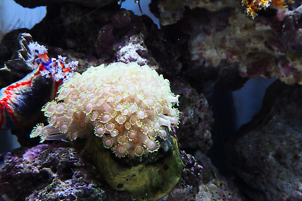 포토 JPG 해외이미지 사람없음 수중 산호 수족관 해외202004 해외포토 자포동물 파일형식 이미지허브