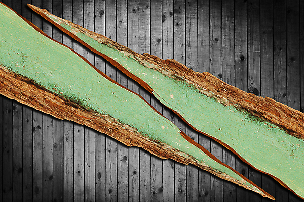 포토 JPG 해외이미지 나무 디자인 외관 벽 백그라운드 잎 패턴 자연 탁자 표면 날씨 바닥 그림자 사람없음 목재 장식 수확 시골 기둥 소나무 판넬 얼룩 구멍 거친 널 낟알 방향 타일 책상 사인 질감 복고 목공예 그런지 떠남 수목 옛날 파케트 해외202004 해외포토 식물 건축 가구 무늬 농업 재료 모션 공예 생태계 파일형식 이미지허브