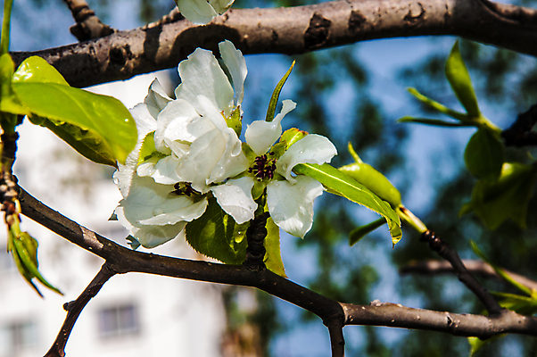 포토 JPG 해외이미지 나무 식물 꽃잎 꽃 잎 꽃무늬 자연 날씨 풍경 사람없음 야외 장식 초록색 물 정원 맑음 봄 젖음 성장 벚꽃 흰색 나뭇가지 신선 개화 사과 과수원 내추럴 해외202004 해외포토 자연요소 계절 컬러 무늬 농업 과일 생태계 파일형식 이미지허브