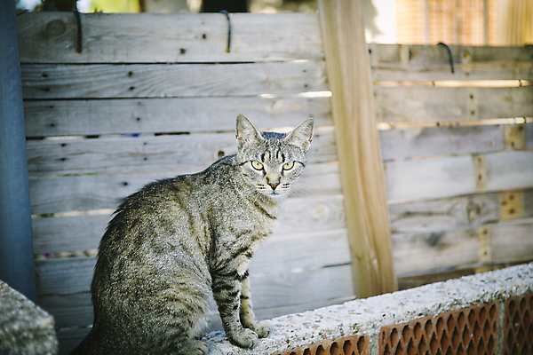 포토 JPG 해외이미지 동물 1 디자인 외관 응시 행복 얼굴 선 벽 포즈 가구 백그라운드 패턴 신체 포유류 자연 벽지 탁자 표면 아침 추상 휴식 거리 바닥 프레임 털 성인 사람없음 야외 목재 빛 반려동물 달리기 검은색 고양이 페인트 줄무늬 산책 회색 자유 수확 흰색 시골 판넬 거친 달콤 널 큼 모피 목수 책상 묘사 만족 질감 복고 정사각형 목공예 잡동사니 내추럴 곡예사 그런지 수목 옛날 파케트 효과 해외202004 해외포토 주간 도형 나무 직업 시선 감정 컬러 생활용품 컨셉 무늬 농업 재료 모션 사람 신체부위 맛 크기 공예 생태계 파일형식 이미지허브