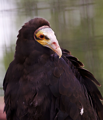 포토 JPG 해외이미지 조류 사람없음 북쪽 까마귀 칠면조 해외202004 해외포토 동물 방향 파일형식 이미지허브