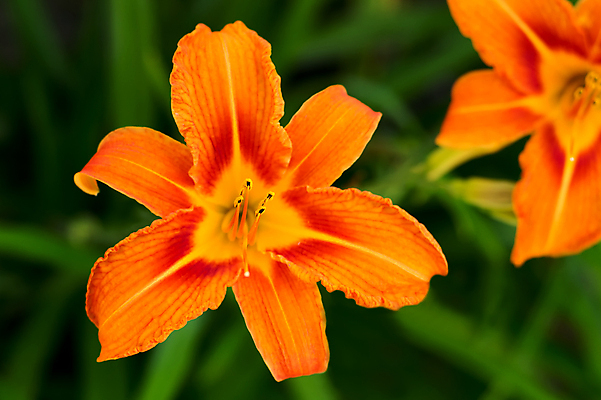 포토 JPG 해외이미지 식물 꽃잎 꽃 줄기 백그라운드 잎 꽃무늬 오렌지 자연 벽지 사람없음 야외 장식 초록색 환경 정원 활발 벚꽃 개화 백합 보케 향기 내추럴 강렬 생태학 영원 해외202004 영광군 해외포토 교육 컬러 컨셉 무늬 과일 전라남도 생태계 냄새 파일형식 이미지허브