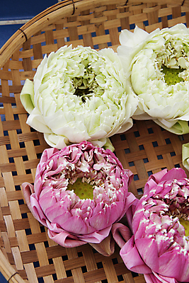 포토 JPG 해외이미지 식물 꽃 아시아 분홍색 잎 태국 자연 연꽃 사람없음 초록색 컬러풀 신선 닫기 열대기후 해외202004 해외포토 나라 컬러 모션 생태계 파일형식 이미지허브