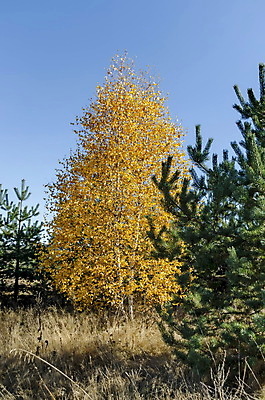 포토 JPG 해외이미지 나무 밭 자연 하늘 산 건조 사람없음 초록색 파란색 노란색 여행객 가을 소나무 황금 관목 자작나무 불가리아 해외202004 해외포토 식물 계절 컬러 농업 사람 생태계 파일형식 남유럽 이미지허브
