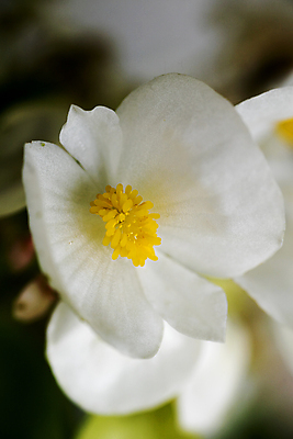포토 JPG 해외이미지 식물 계절 공원 꽃 백그라운드 잎 꽃무늬 침구 자연 프레임 사람없음 장식 초록색 여름 빛 노란색 정원 놀람 봄 성장 벚꽃 흰색 침대 신선 개화 그룹 즐거움 원예 화단 내추럴 왁스 정중 해외202004 해외포토 공공시설 감정 컬러 가구 컨셉 무늬 표정 취미 생태계 파일형식 이미지허브