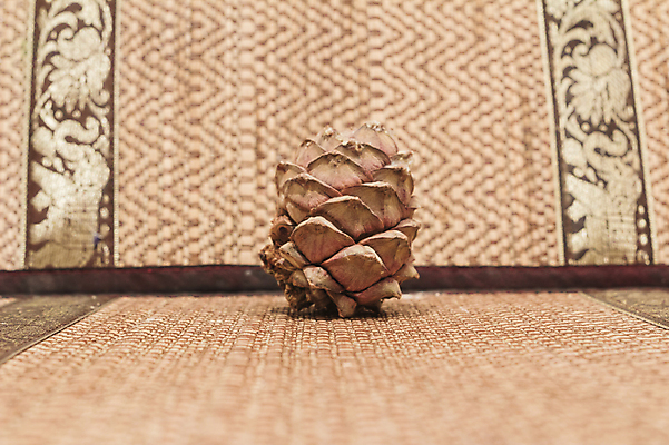 포토 JPG 해외이미지 나무 식물 계절 백그라운드 자연 씨앗 사람없음 목재 장식 초록색 소나무 숲 상록수 침엽수 전나무 원뿔 고립 해외202004 해외포토 도형 컬러 재료 생태계 파일형식 이미지허브