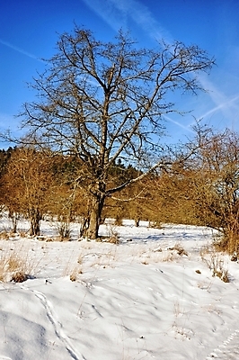 포토 JPG 해외이미지 나무 계절 여행 백그라운드 크리스마스 겨울 자연 하늘 날씨 새로움 산 파노라마 풍경 사람없음 야외 목재 파란색 빛 햇빛 환경 냉동 얼음 추위 흰색 숲 서리 내추럴 폭설 눈내림 해외202004 해외포토 자연요소 식물 기념일 컬러 컨셉 재료 눈_날씨 촬영기법 태양 자연재해 생태계 파일형식 이미지허브