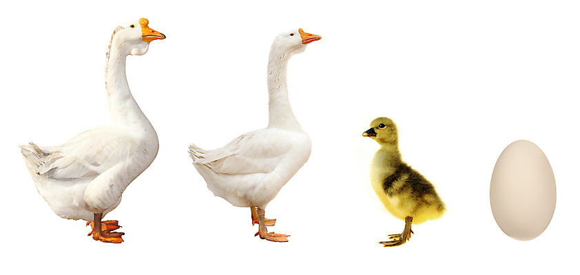 포토 JPG 해외이미지 동물 계절 남자 백그라운드 농업 자연 조류 생물 육류 사람없음 농장 계란 치킨 가축 흰색 시골 우아함 거위 고립 동물상 밭일 인플루엔자 해외202004 해외포토 산업 컬러 컨셉 식재료 사람 조형물 알 바이러스 생태계 닭고기요리 파일형식 이미지허브