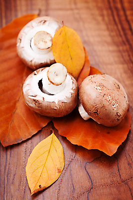 포토 JPG 해외이미지 음식 채소 재료 사람없음 가을 신선 흰배경 날것 슈퍼마켓 고립 곰팡이 채식주의자 해외202004 해외포토 계절 백그라운드 상점 흰색 채식 파일형식 이미지허브