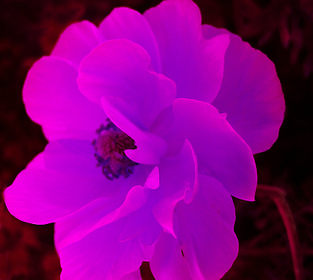 포토 JPG 해외이미지 식물 계절 기념일 꽃잎 꽃 백그라운드 잎 꽃무늬 자연 벽지 휴가 발렌타인데이 선물 사랑 사람없음 목재 장식 초록색 컬러풀 장미 노란색 흰색 인사 신선 신용카드 그룹 우아함 정상 배열 심볼 꽃봉오리 싱글 아로마 초대 부드러움 고립 구성 영원 옛날 접수 해외202004 해외포토 나무 감정 컬러 컨셉 무늬 재료 데이이벤트 이벤트 금융 예절 감각 생태계 파일형식 이미지허브