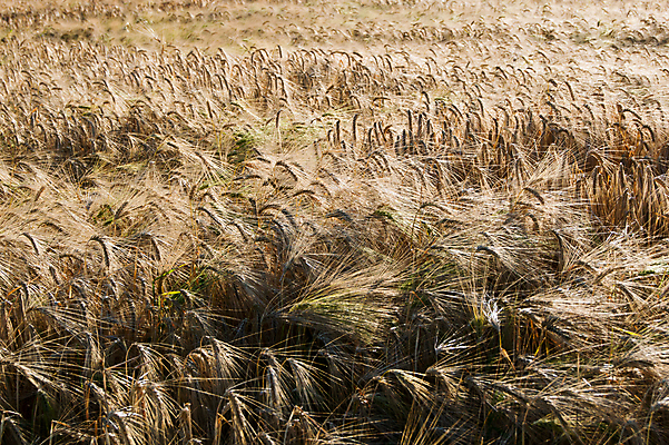 포토 JPG 해외이미지 식물 겨울 밭 농업 채소 자연 옥수수 서기 풍경 사람없음 농작물 농장 머리 농사 봄 수확 시골 먹이 낟알 시리얼 밀 보리 스파이크 밭일 호밀 귀리 해외202004 해외포토 계절 산업 음식 모션 곡류 신체부위 생태계 파일형식 이미지허브