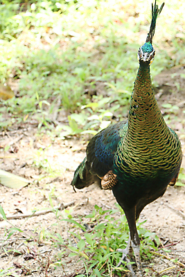 포토 JPG 해외이미지 나무 동물 1 야생동물 백그라운드 잎 오렌지 노래 자연 조류 휴식 종류 앉기 사람없음 야외 빨간색 초록색 여름 파란색 우주 봄 회색 바위 흰색 나뭇가지 공작 묘사 싱글 생물학 서식지 생태학 해외202004 해외포토 식물 계절 교육 음악 컬러 컨셉 과일 모션 돌_바위 생태계 파일형식 이미지허브