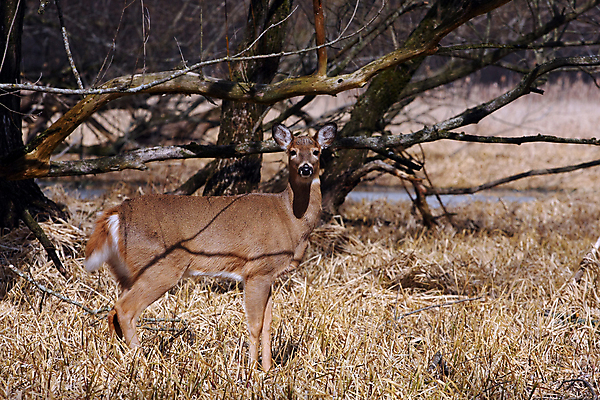 포토 JPG 해외이미지 나무 동물 계절 공원 야생동물 밭 포유류 자연 휴식 뿔 사람없음 야외 갈색 머리 쌓기 달러 흰색 나뭇가지 시골 숲 방목 바퀴자국 싱글 꼬리 사냥 귀 내추럴 동물상 아기사슴 암사슴 해외202004 해외포토 식물 공공시설 새끼 컬러 컨셉 돈 농업 자국 모션 사슴 신체부위 조형물 축산업 암컷 생태계 파일형식 이미지허브