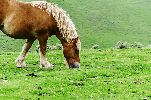 포토 JPG 해외이미지 동물 자연 산 풍경 사람없음 컬러풀 갈색 평화 젖음 추위 자유 안개 그룹 스페인 군중 무료 해외202004 해외포토 유럽 컬러 컨셉 날씨 사람 생태계 파일형식 이미지허브