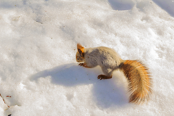 포토 JPG 해외이미지 나무 동물 1 공원 야생동물 자연 털 사람없음 야외 빨간색 갈색 회색 견과류 설치류 숲 꼬리 다람쥐 솜털 해외202004 해외포토 식물 공공시설 컬러 생태계 파일형식 이미지허브