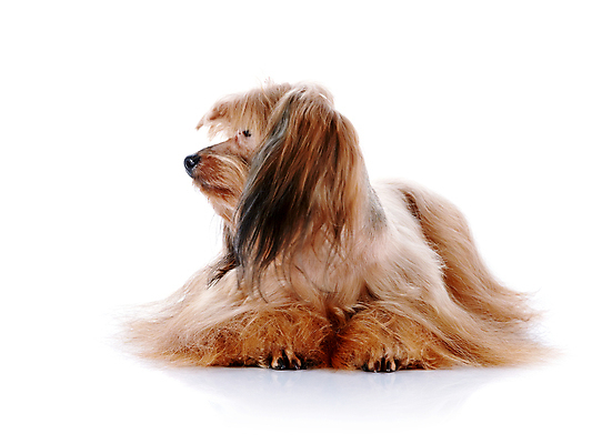 포토 JPG 해외이미지 동물 척추동물 행복 새끼 포유류 털 사람없음 반려동물 갈색 머리 우정 개 강아지 보호 작음 모피 테리어 호기심 푸들 사냥개 솜털 송곳니 기르기 신앙심 유래 천진난만 해외202004 해외포토 감정 컬러 컨셉 신체부위 친구 치아 크기 돌봄 파일형식 이미지허브