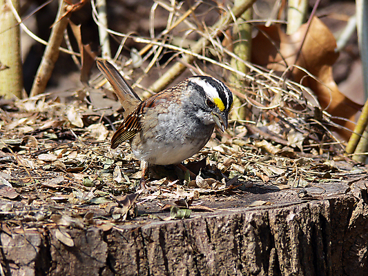 포토 JPG 해외이미지 동물 야생동물 날개 자연 조류 사람없음 야외 갈색 흰색 관찰 작음 깃털 꼬리 부리 참새 해외202004 해외포토 컬러 모션 크기 생태계 파일형식 이미지허브
