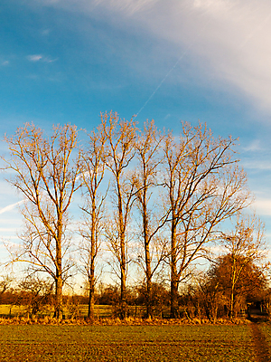포토 JPG 해외이미지 나무 식물 구름 1 계절 잎 밭 농업 오렌지 자연 하늘 아침 날씨 건조 풍경 사람없음 야외 목재 초록색 여름 파란색 빛 햇빛 태양 갈색 노란색 환경 침묵 일몰 가을 나뭇가지 시골 싱글 장면 내추럴 혼자 해외202004 해외포토 주간 자연요소 산업 컬러 과일 재료 노을 소리 생태계 파일형식 이미지허브