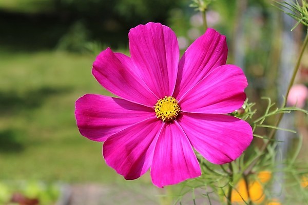 포토 JPG 해외이미지 식물 꽃잎 꽃 분홍색 꽃무늬 자연 사람없음 컬러풀 정원 벚꽃 개화 묘사 내추럴 해외202004 해외포토 컬러 무늬 생태계 파일형식 이미지허브