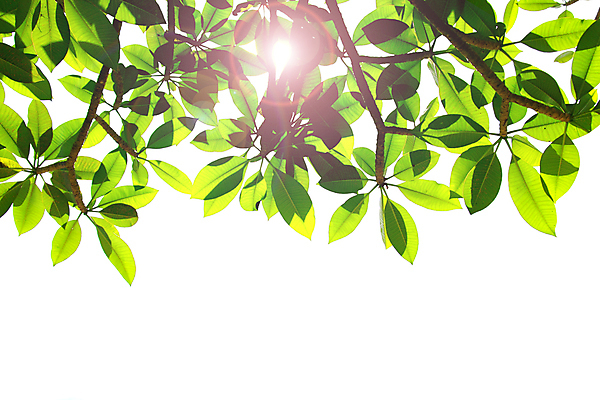 포토 JPG 해외이미지 나무 식물 잎 오렌지 자연 불꽃 프레임 그림자 사람없음 야외 초록색 햇빛 태양 환경 봄 성장 흰색 나뭇가지 신선 원형 투명 그룹 가장자리 흰배경 질감 층 고립 카피스페이스 해외202004 해외포토 자연요소 도형 계절 컬러 백그라운드 과일 불 공백 둘레 생태계 파일형식 이미지허브