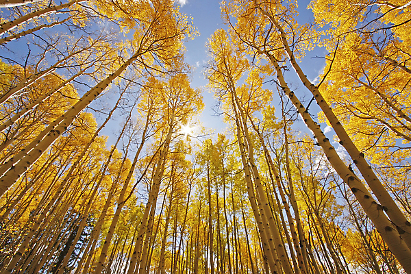 포토 JPG 해외이미지 나무 잎 오렌지 자연 하늘 산 풍경 사람없음 야외 초록색 파란색 컬러풀 햇빛 태양 노란색 미국 가을 소나무 황무지 닫기 숲 지역 반대 파열 전국 콜로라도 해외202004 해외포토 자연요소 식물 계절 컬러 북아메리카 과일 모션 생태계 파일형식 이미지허브
