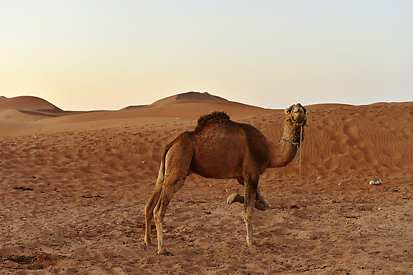 포토 JPG 해외이미지 동물 전통 커플 남자 실루엣 문화 야생동물 모래 여행 포유류 교통시설 아프리카 자연 하늘 산 항해 이집트 풍경 사람없음 야외 여름 파란색 태양 산책 사막 뜨거움 승차 큼 모래언덕 사파리 낙타 모로코 아랍에미리트 단봉낙타 아랍어 이국적 카라반 튀니지 반추동물 해외202004 해외포토 자연요소 계절 나라 컬러 교통 배_교통 중동 관계 모션 휴식 촬영기법 사람 크기 언덕 시설 생태계 캠핑카 파일형식 이미지허브