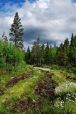 포토 JPG 해외이미지 도로 잎 자연 풍경 사람없음 목재 여름 반사 소나무 숲 바퀴자국 먼지 진흙 방법 해외202004 해외포토 나무 식물 계절 길 재료 교통시설 자국 생태계 파일형식 이미지허브