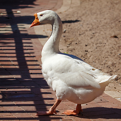 포토 JPG 해외이미지 동물 1 백그라운드 날개 오렌지 조류 동물원 사람없음 야외 빨간색 여름 갈색 맑음 회색 흰색 시골 깃털 부리 거위 바둑 내추럴 땅바닥 해외202004 해외포토 계절 컬러 과일 놀이 날씨 바닥 파일형식 이미지허브