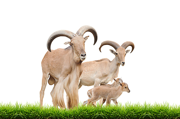 포토 JPG 해외이미지 동물 여자 남자 야생동물 백그라운드 포유류 아프리카 자연 염소 털 뿔 동물원 서기 사람없음 초록색 갈색 봄 흰색 아기 신선 양 갈기 내추럴 고립 동물상 해외202004 해외포토 계절 나라 컬러 모션 사람 조형물 생태계 파일형식 이미지허브