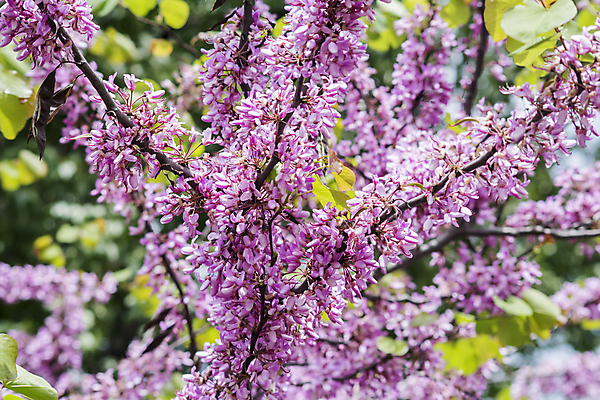 포토 JPG 해외이미지 나무 식물 외관 계절 공원 꽃잎 꽃 분홍색 잎 자연 풍경 사람없음 야외 초록색 도시풍경 컬러풀 평화 환경 정원 일본 맑음 보라색 봄 성장 벚꽃 나뭇가지 개화 지중해 제비꽃 그림 원예 향기 장면 내추럴 해외202004 해외포토 공공시설 아시아 바다 컬러 컨셉 날씨 취미 도시 생태계 냄새 파일형식 이미지허브