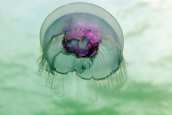 포토 JPG 해외이미지 바다 여행 표면 어류 사람없음 물 파란색 평화 우주 수중 어둠 고요 아래 다이빙 초대 장면 홍해 해파리 깊이 침몰 해외202004 해외포토 자연요소 컬러 컨셉 수영 수중동물 자포동물 방향 위치 수중스포츠 파일형식 이미지허브