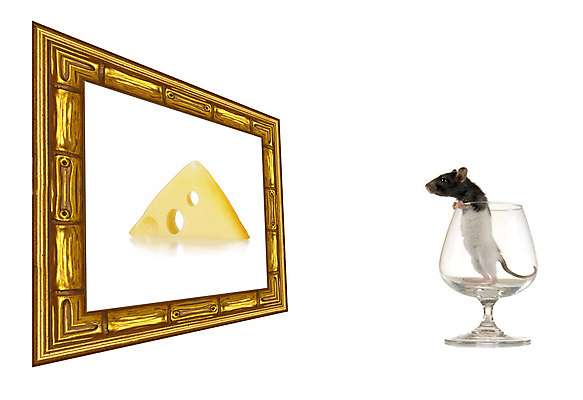 포토 JPG 해외이미지 동물 벽 백그라운드 치즈 사람없음 흰색 그림 미끼 해외202004 해외포토 컬러 유제품 파일형식 이미지허브